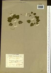 Circaea alpina L., Eastern Europe, North Ukrainian region (E11) (Ukraine)