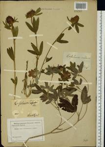 Trifolium medium L., Eastern Europe, South Ukrainian region (E12) (Ukraine)