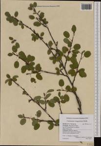 Cotoneaster integerrimus Medik., Western Europe (EUR) (Germany)