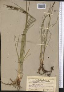 Carex melanostachya M.Bieb. ex Willd., Middle Asia, Western Tian Shan & Karatau (M3) (Kazakhstan)
