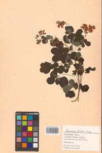 Lespedeza bicolor Turcz., Siberia, Russian Far East (S6) (Russia)