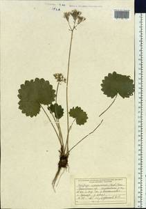 Micranthes manchuriensis (Engl.) Gornall & H. Ohba, Siberia, Russian Far East (S6) (Russia)