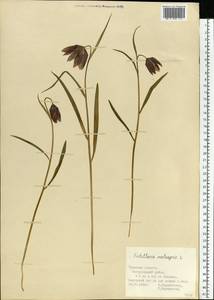 Fritillaria meleagris L., Eastern Europe, Central region (E4) (Russia)