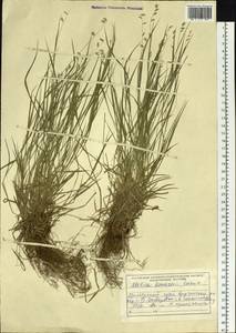 Melica grandiflora Koidz., Siberia, Russian Far East (S6) (Russia)