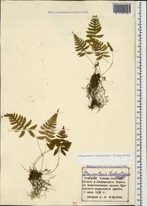 Phegopteris connectilis (Michx.) Watt, Caucasus, Stavropol Krai, Karachay-Cherkessia & Kabardino-Balkaria (K1b) (Russia)