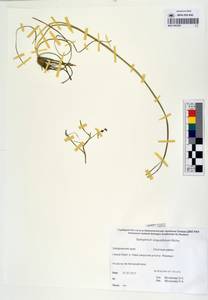 MAG 0003209, Sparganium angustifolium Michx., Siberia, Russian Far East (S6) (Russia)