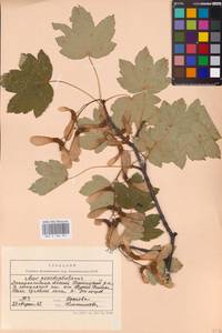 Acer pseudoplatanus L., Eastern Europe, West Ukrainian region (E13) (Ukraine)