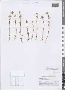 Lomatogonium rotatum (L.) Fr. ex Fernald, Siberia, Altai & Sayany Mountains (S2) (Russia)