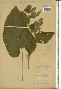 Arctium minus (Hill) Bernh., Eastern Europe, Central forest-and-steppe region (E6) (Russia)