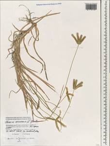 Eleusine coracana (L.) Gaertn., South Asia, South Asia (Asia outside ex-Soviet states and Mongolia) (ASIA) (Maldives)