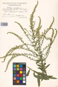 Solidago canadensis L., Eastern Europe, Moscow region (E4a) (Russia)