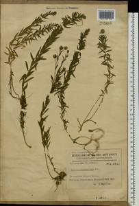 Linum perenne subsp. extraaxillare (Kit.) Nyman, Eastern Europe, West Ukrainian region (E13) (Ukraine)