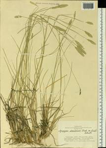 Agropyron desertorum (Fisch. ex Link) Schult., Siberia, Altai & Sayany Mountains (S2) (Russia)