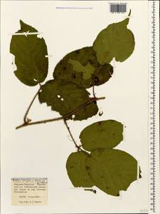 Rubus serpens Weihe ex Lej. & Courtois, Caucasus, Stavropol Krai, Karachay-Cherkessia & Kabardino-Balkaria (K1b) (Russia)