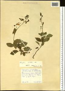 Adenophora sublata Kom., Siberia, Russian Far East (S6) (Russia)