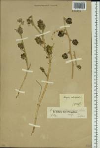 Astragalus contortuplicatus L., Siberia, Altai & Sayany Mountains (S2) (Russia)