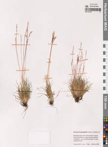 Festuca brachyphylla Schult. & Schult.f., Siberia, Chukotka & Kamchatka (S7) (Russia)