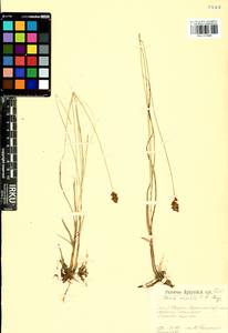 Carex enervis C.A.Mey., Siberia, Baikal & Transbaikal region (S4) (Russia)