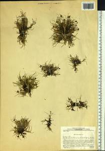 Carex ursina Dewey, Siberia, Western Siberia (S1) (Russia)