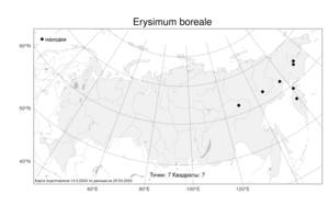 Erysimum boreale (C. A. Mey. ex Rupr.) Trautv., Atlas of the Russian Flora (FLORUS) (Russia)