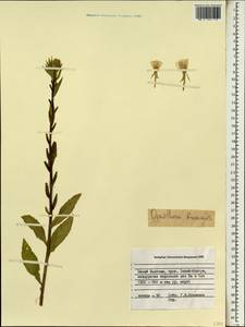 Oenothera biennis L., South Asia, South Asia (Asia outside ex-Soviet states and Mongolia) (ASIA) (Vietnam)