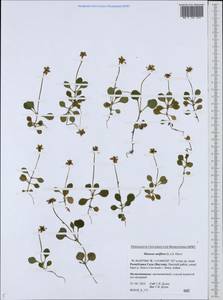 Moneses uniflora (L.) A. Gray, Siberia, Yakutia (S5) (Russia)