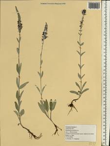 Veronica incana L., Eastern Europe, North-Western region (E2) (Russia)