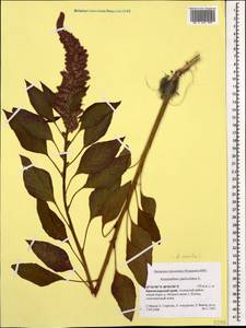 Amaranthus cruentus L., Caucasus, Krasnodar Krai & Adygea (K1a) (Russia)