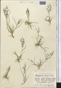 Eragrostis minor Host, Middle Asia, Northern & Central Tian Shan (M4) (Kyrgyzstan)