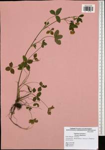 Trifolium hybridum L., Eastern Europe, Central region (E4) (Russia)