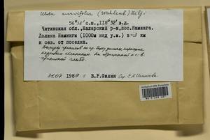 Ulota curvifolia (Wahlenb.) Sw., Bryophytes, Bryophytes - Baikal & Transbaikal regions (B18) (Russia)