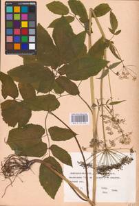 Aegopodium podagraria L., Eastern Europe, Central forest-and-steppe region (E6) (Russia)