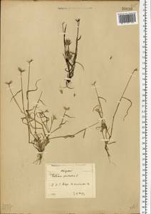 Eremopyrum bonaepartis (Spreng.) Nevski, Eastern Europe, North-Western region (E2) (Russia)