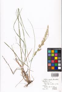 Koeleria pyramidata subsp. pyramidata, Eastern Europe, Moscow region (E4a) (Russia)