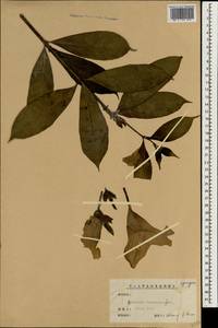 Allamanda cathartica L., South Asia, South Asia (Asia outside ex-Soviet states and Mongolia) (ASIA) (China)