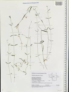 Stellaria hebecalyx Fenzl, Eastern Europe, Central region (E4) (Russia)