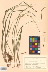 Carex vaginata var. petersii (C.A.Mey. ex F.Schmidt) Akiyama, Siberia, Russian Far East (S6) (Russia)