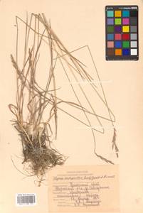 Elymus violaceus (Hornem.) J.Feilberg, Siberia, Russian Far East (S6) (Russia)