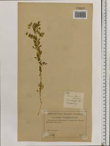 Vicia lens (L.) Coss. & Germ., Eastern Europe, Volga-Kama region (E7) (Russia)