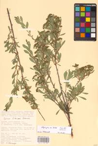 Spiraea crenata subsp. crenata, Eastern Europe, Lower Volga region (E9) (Russia)