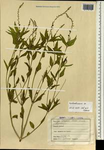 Euphorbiaceae, South Asia, South Asia (Asia outside ex-Soviet states and Mongolia) (ASIA) (India)