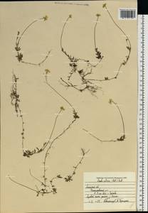 Draba sibirica (Pall.) Thell., Eastern Europe, Central forest-and-steppe region (E6) (Russia)