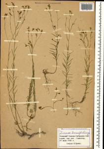 Linum tenuifolium L., Caucasus, Stavropol Krai, Karachay-Cherkessia & Kabardino-Balkaria (K1b) (Russia)