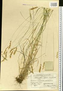 Anthoxanthum nipponicum Honda, Siberia, Central Siberia (S3) (Russia)