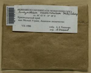 Cirriphyllum crassinervium (Taylor ex Wilson) Loeske & M. Fleisch., Bryophytes, Bryophytes - North Caucasus & Ciscaucasia (B12) (Russia)