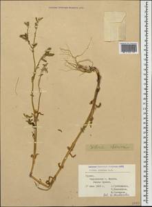 Silene dichotoma subsp. dichotoma, Caucasus, Georgia (K4) (Georgia)