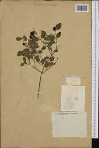 Symphoricarpos albus (L.) C. Koch, Botanic gardens and arboreta (GARD) (Not classified)