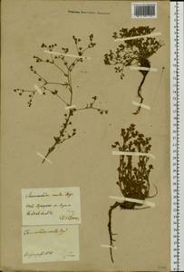 Chamaerhodos erecta (L.) Bunge, Siberia, Baikal & Transbaikal region (S4) (Russia)