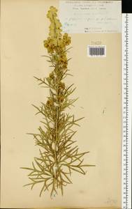 Aconitum anthora subsp. anthora, Eastern Europe, Central forest-and-steppe region (E6) (Russia)