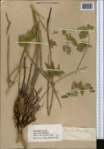 Semenovia dasycarpa (Regel & Schmalh.) Korovin ex Pimenov & V. N. Tikhom., Middle Asia, Western Tian Shan & Karatau (M3) (Kazakhstan)